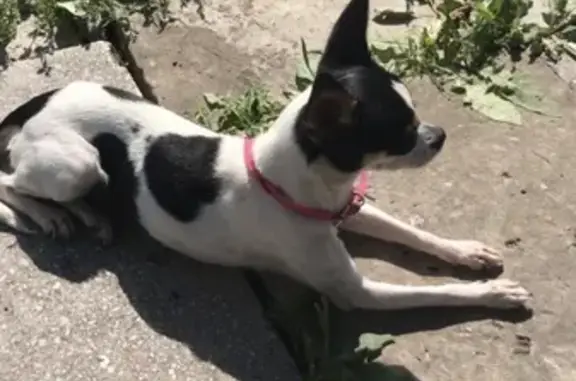 Собаки потеряшки, Москва, фото: Потеряшка Чихуа в Толстопальцево, Москва