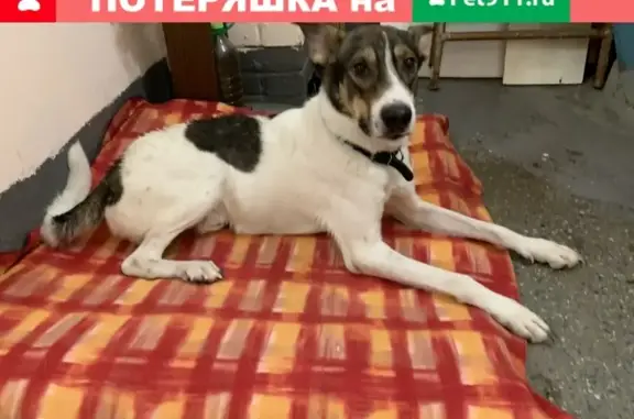 Найден щенок-подросток с ошейником в Приморском районе СПб