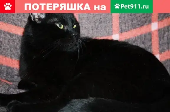 Пропала черная кошка по адресу 78 км Минское ш. между Голицино и Кубинкой МО