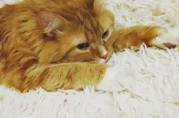 Кошки потеряшки, Москва, фото: Потеряшка кошка Фёдор с Шоссейной улицы