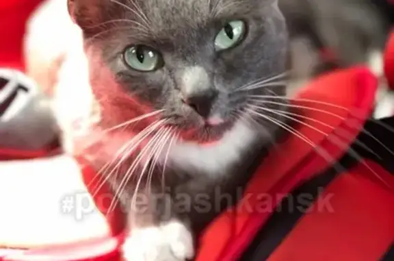 Найдена кошка на мжк Высоцкого в Новосибирске