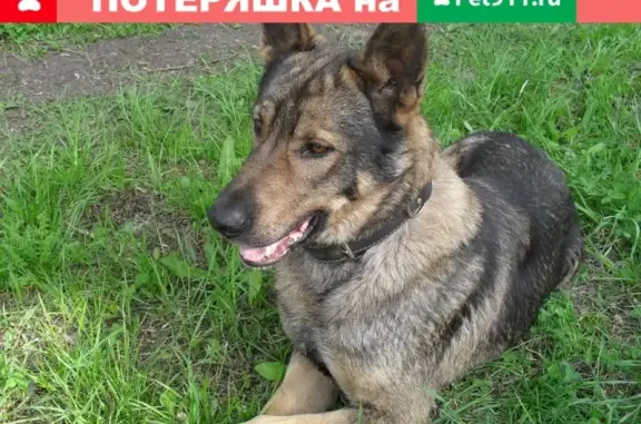 Пропала собака в р.п. Луховка, Саранск