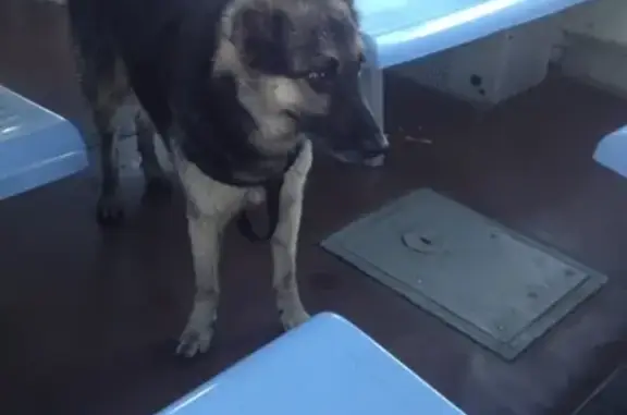 Найдена собака на электричке в Кириши