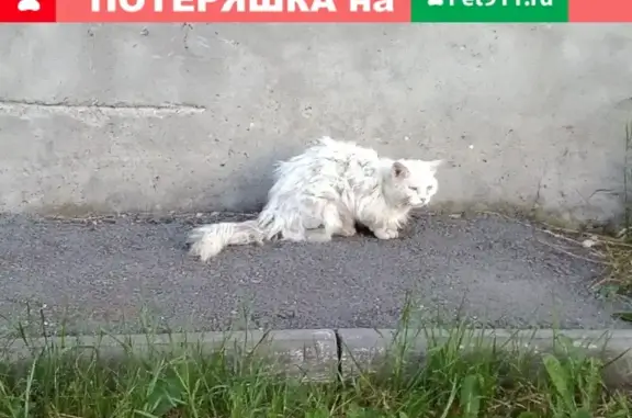Найден ручной кот с разными глазами в Шадринске