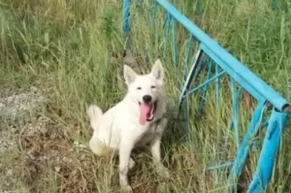 Найдена собака с ошейником и цепью в Якутске