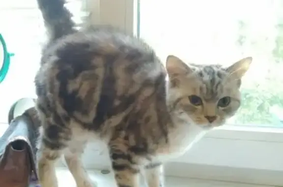 Найден кот в Чкаловске, Омск, Россия
