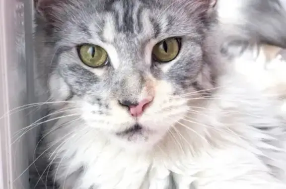 Объявления о пропавших и найденных животных, Веретеново, фото: Пропала кошка Марта в Чкаловске