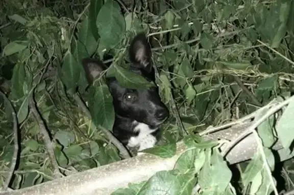 Найден щенок на ул. Инициативная, Кемерово