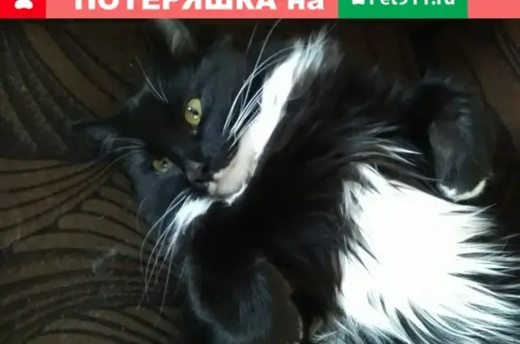 Пропал кот в районе Гастелло, Воткинск