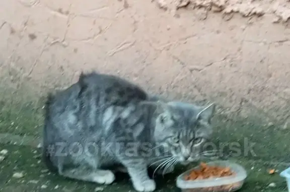 Найден кот с ошейником в Чернево, ищет дом