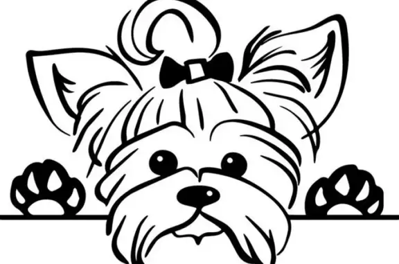 Собаки потеряшки, Москва, фото: Потеряшка собака на улице Козлова, найдена йоркширский терьер с клеймом!