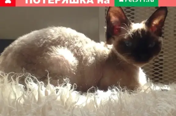 Пропала кошка породы девон рекс в посёлке Айдар, Краснодарский край