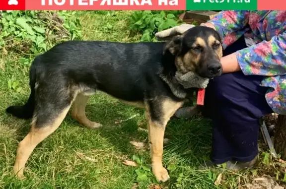 Найдена собака с красным ошейником, Владимир