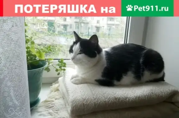 Пропала кошка Буся на ул. Упоровская (черно-белый окрас)