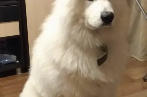 Пропала собака Снежок в Паратунке, Камчатский край