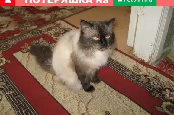 Пропала сиамская кошка на ул. Снежная, Ханты-Мансийск (23 июня)
