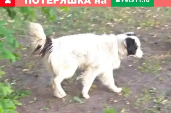 Найдена собака на Лиственничной аллее в Москве