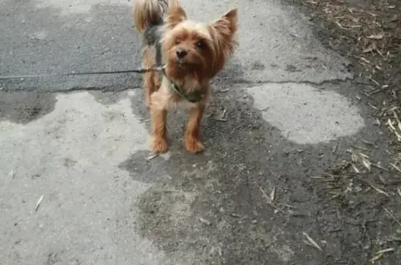 Найдена собака на 15 микрорайоне Липецка
