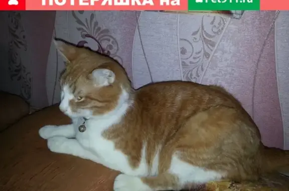 Пропала кошка с балкона в Ухте, не найдена до сих пор!