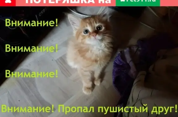 Пропала кошка возле остановки Заводская в Хабаровске