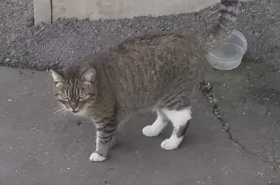 Найдена домашняя кошка в Зеленогорске