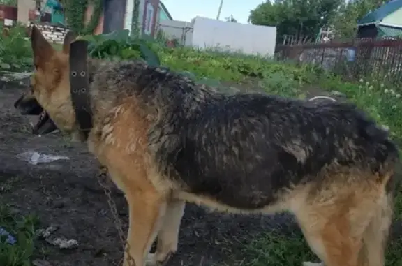 Найдена собака на Иссилькульском тракте, Омск
