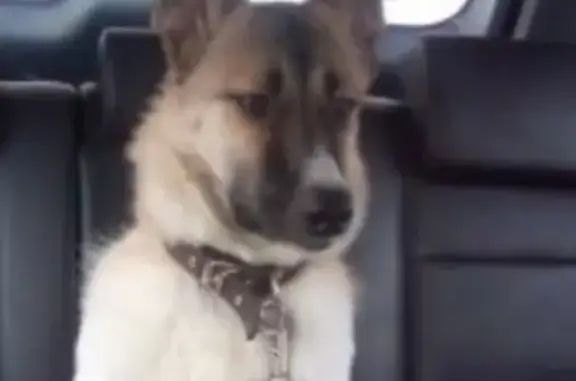 Собаки потеряшки, Архангельск, фото: Потеряшка собака в СНТ Тайга - Кобель Тоша