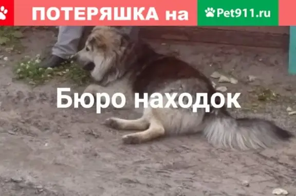 Собаки потеряшки, Архангельск, фото: Потеряшка собака в деревне Повракульская, Архангельская область