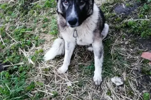 Пропала собака Бим в Сортавале, Карелия