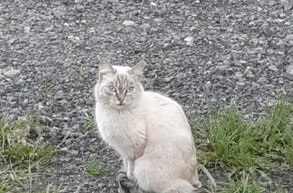 Найдена домашняя кошка в Шадринске