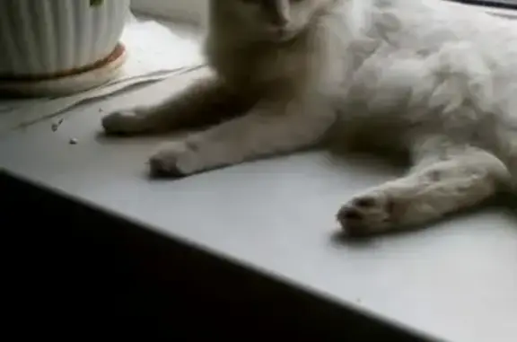 Найдена кошка в Саранске на ул. Пролетарской