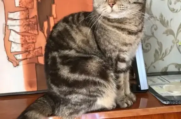 Кошки потеряшки, Санкт-Петербург, фото: Потеряшка кошка ЛО - Выборгский район, участок 183.