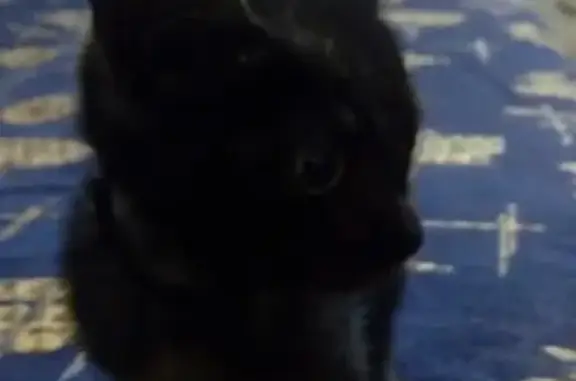Найден черный котенок с ошейником в Междуреченске
