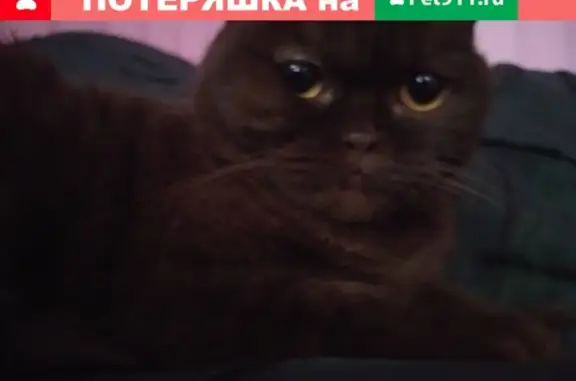 Пропала кошка в Енисейске на улице Чехова