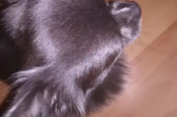 Кошки потеряшки, Санкт-Петербург, фото: Потеряшка чихуахуа в Колпино, ул. Металлургов, 4