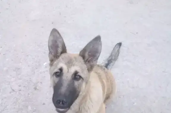 Пропал щенок Тай в Коряжме, Архангельская область