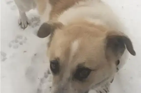 Пропала собака в Заречном, Свердловская область