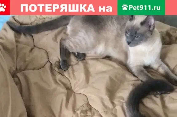 Пропала кошка на Ленинградской 4, вознаграждение за находку.