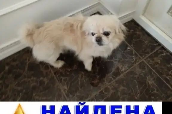 Найдена собака алабай в Звенигороде