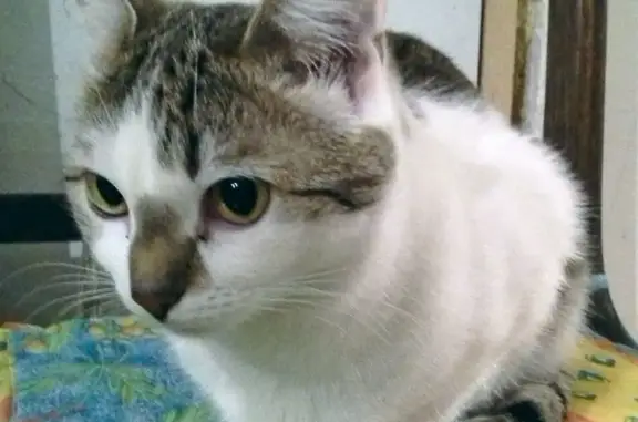 Пропала стерилизованная кошка в Красногорске