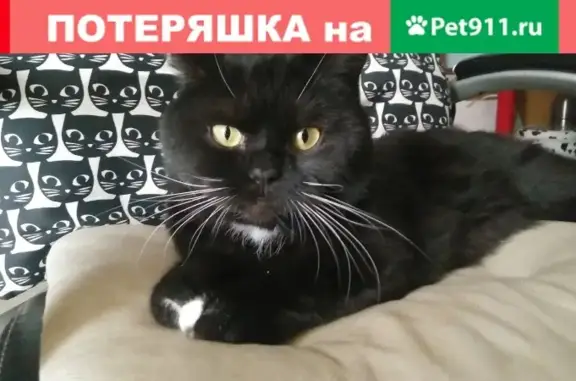 Пропала кошка Шанель в посёлке Крёкшино