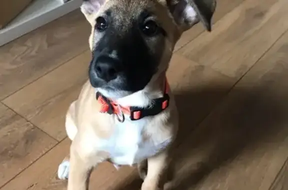 Найдена собака, Москва, фото: Найден рыжий щенок возле ст.м. Текстильщики https://vk.com/rastafay