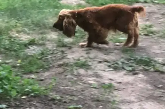 Собака с ошейником найдена в Казани