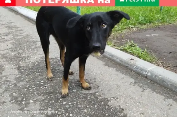 Найден щенок на Воткинском шоссе 12!