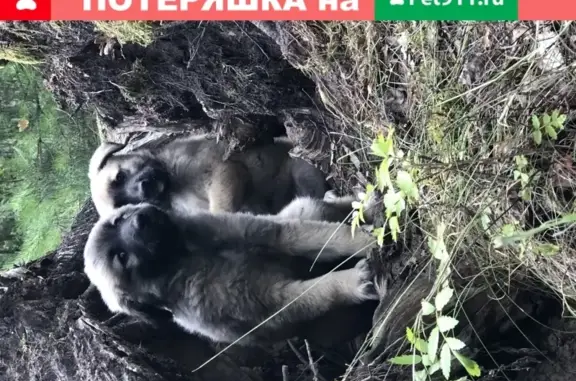 Найдены 2 щенка в лесу за жд дорогой после п.Песчанки Унеческого района