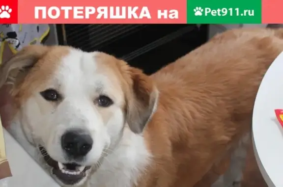 Собаки потеряшки, Ангарск, фото: Потеряшка собака Барс или Бася, г. Ангарск, садоводство 