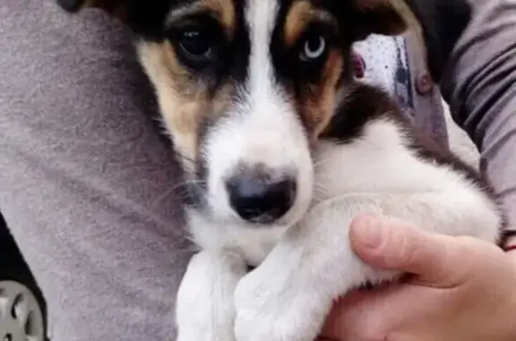 Пропала собака в Рязани, ищем щенка-девочку на Михайловском шоссе