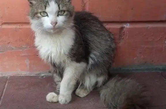 Кошки потеряшки, Октябрьский, фото: Потеряшка кошка в районе Октябрьского проспекта, Киров