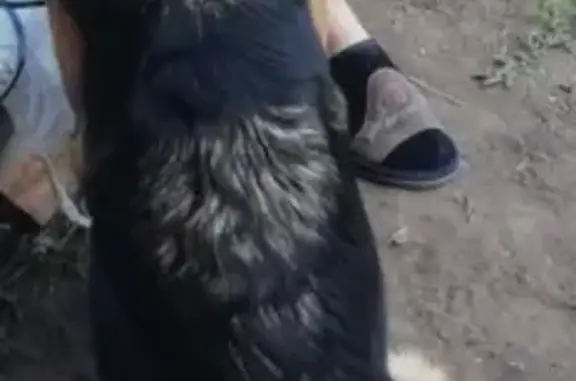 Объявления о пропавших и найденных животных, Томск, фото: Пропала собака Челси в Богашево-Каштак, Томск.