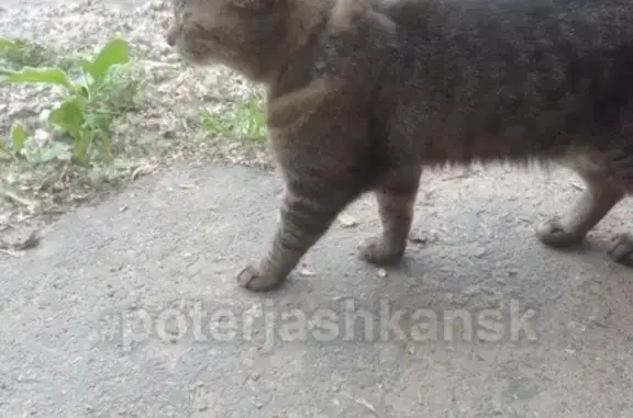 Найдена кошка на ул. Коммунистическая, ищем хозяина или новый дом.